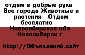 отдам в добрые руки - Все города Животные и растения » Отдам бесплатно   . Новосибирская обл.,Новосибирск г.